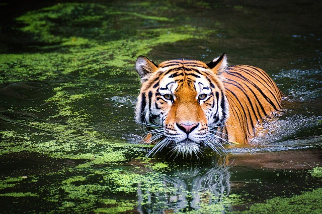 Le tigri: habitat e caratteristiche